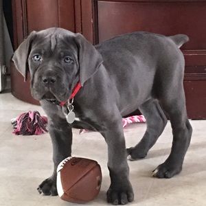 Meet your Posher, Henry